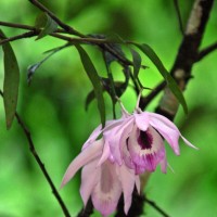 Dendrobium maccarthiae Thwaites